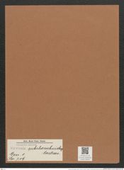 Navicula subrhomboidea Castrac. (de-Toni-Nr.: Genus 1, Species 719) Zeichnungen Sammlung Grunow Mappe 00591 (Herbarium_W_Grunow_drawings_Folder_00591)